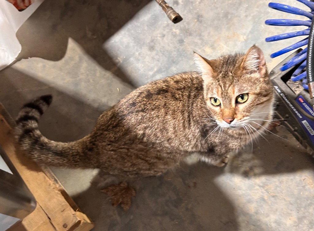 Cleo, Adoptable, Senior Female Domestic Short Hair.
