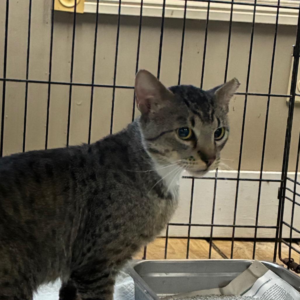 Percy, Adoptable, Young Male Domestic Short Hair.