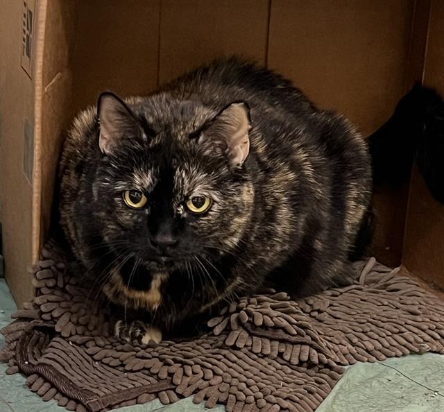 NINA, Adoptable, Adult Female Domestic Short Hair.