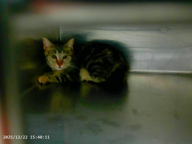 Enlarge RUSTY, a Adoptable mixed breed in Oroville, CA image 1/1