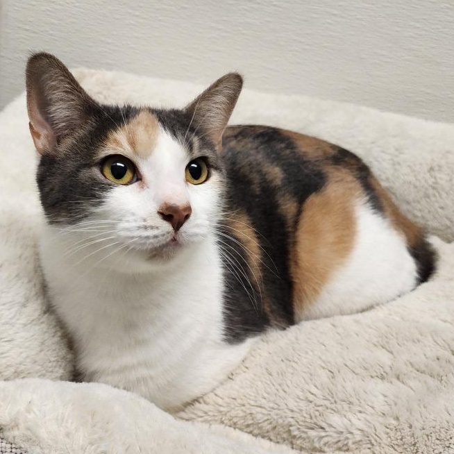 Gracie, Adoptable, Adult Female Calico & Domestic Short Hair.