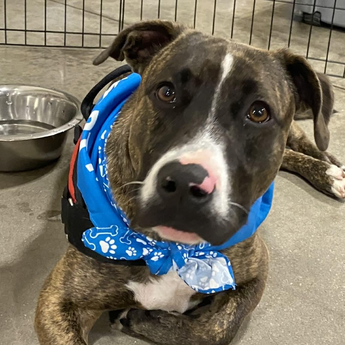 Enlarge TOMMY - Needs a foster or Adopter, a Adoptable mixed breed in Largo, FL image 1/6