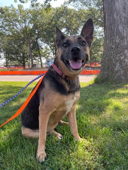 Gretchen, a Adoptable mixed breed in South Bend, IN image 1/2