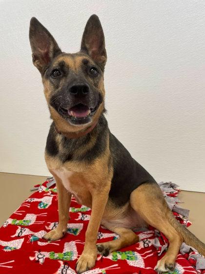 Gretchen, a Adoptable mixed breed in South Bend, IN image 2/2