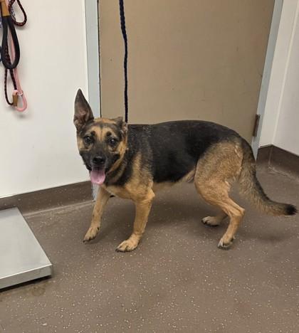 Gretchen, Adoptable, Adult Female German Shepherd Dog & Mixed Breed.