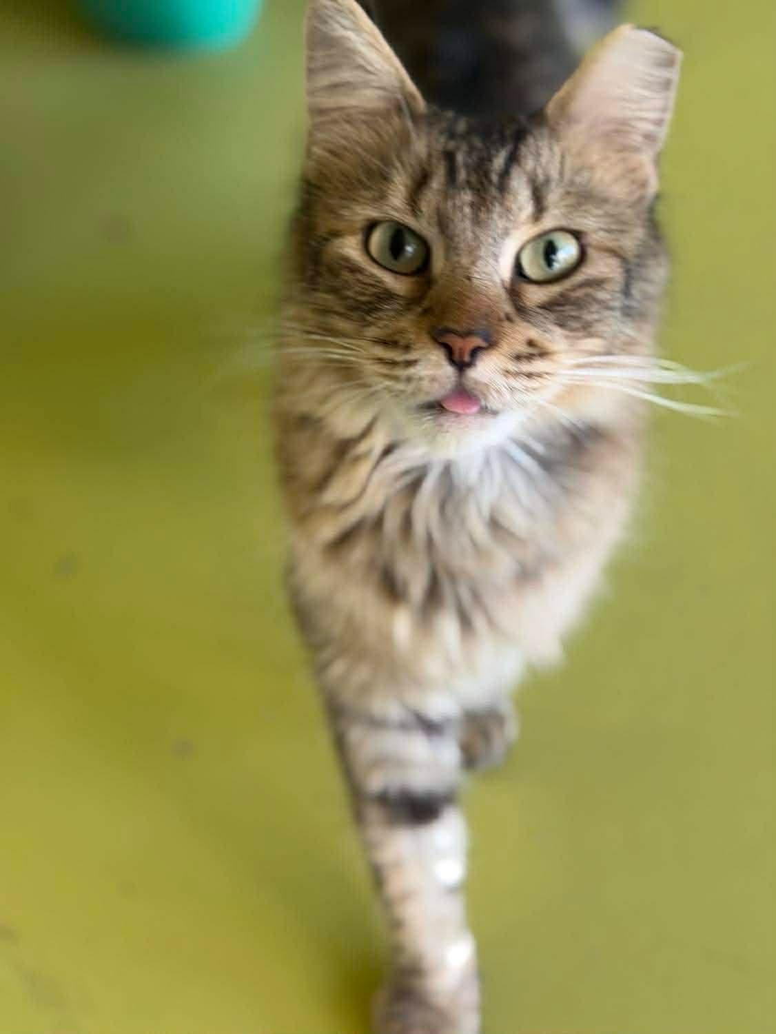 Atlas, an adopted Domestic Long Hair in SCOTTSDALE, AZ image 2/4