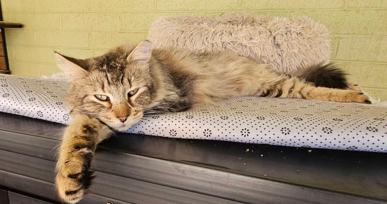 Atlas, an adopted Domestic Long Hair in SCOTTSDALE, AZ image 4/4