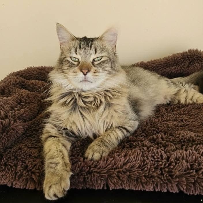Atlas, an adopted Domestic Long Hair in SCOTTSDALE, AZ image 3/4