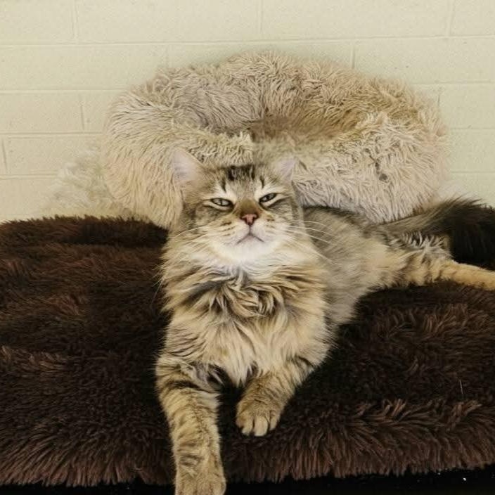 Atlas, adopted, Adult Male Domestic Long Hair.