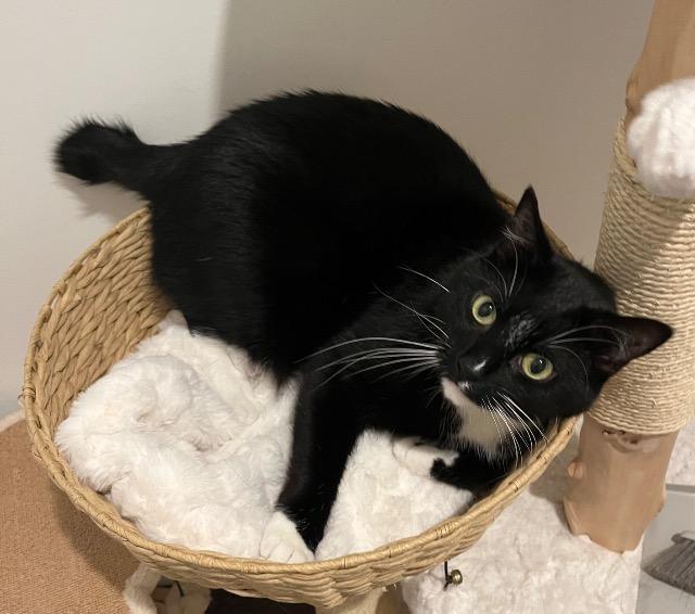 Enlarge PRIVATE (BOBTAIL MANX), a Adoptable Manx in Athens, AL image 1/3