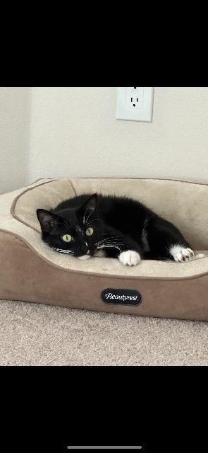 Enlarge PRIVATE (BOBTAIL MANX), a Adoptable Manx in Athens, AL image 2/3