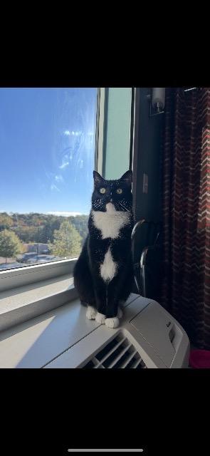 Enlarge PRIVATE (BOBTAIL MANX), a Adoptable Manx in Athens, AL image 3/3