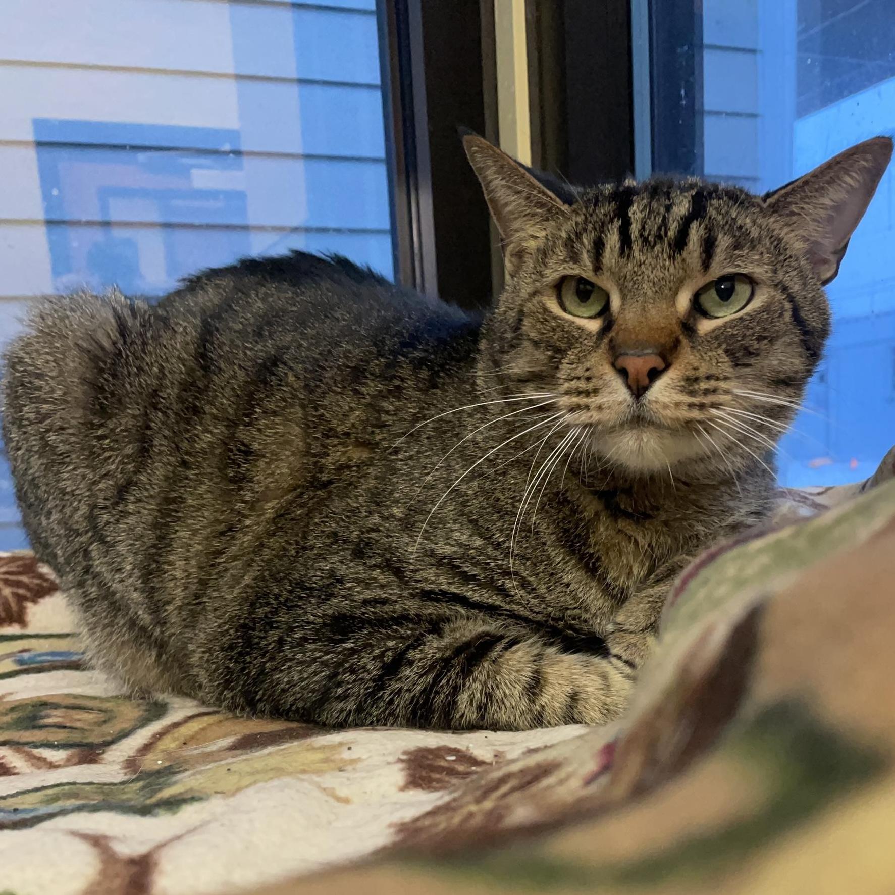 Fuzzy, Adoptable, Adult Male Domestic Short Hair.