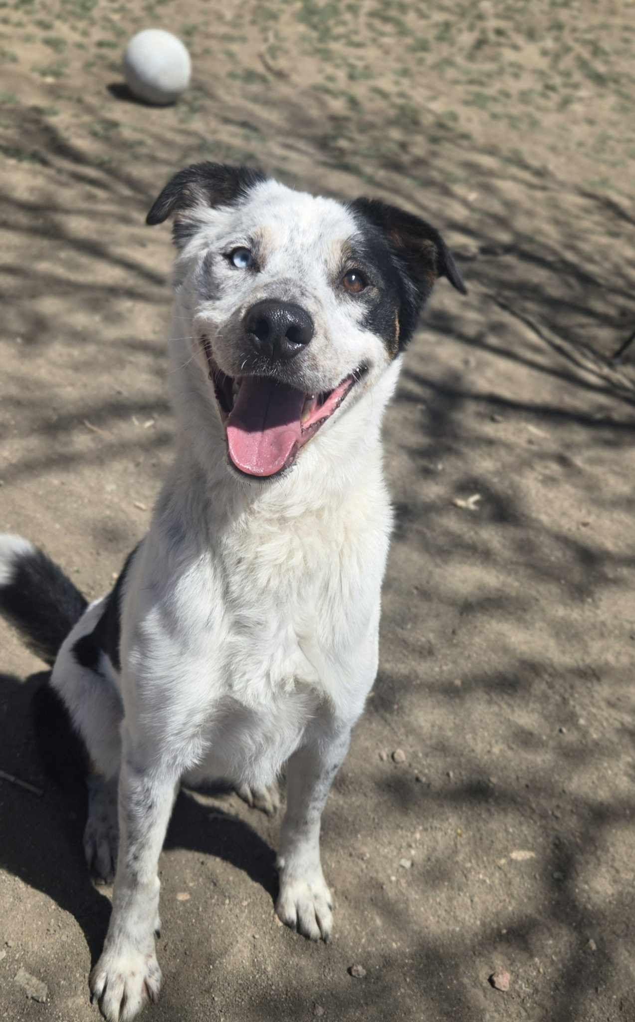 Enlarge Maverick, an adoptable mixed breed in Canon City, CO image 1/2