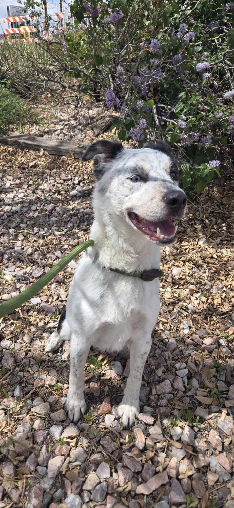 Enlarge Maverick, an adoptable mixed breed in Canon City, CO image 2/2