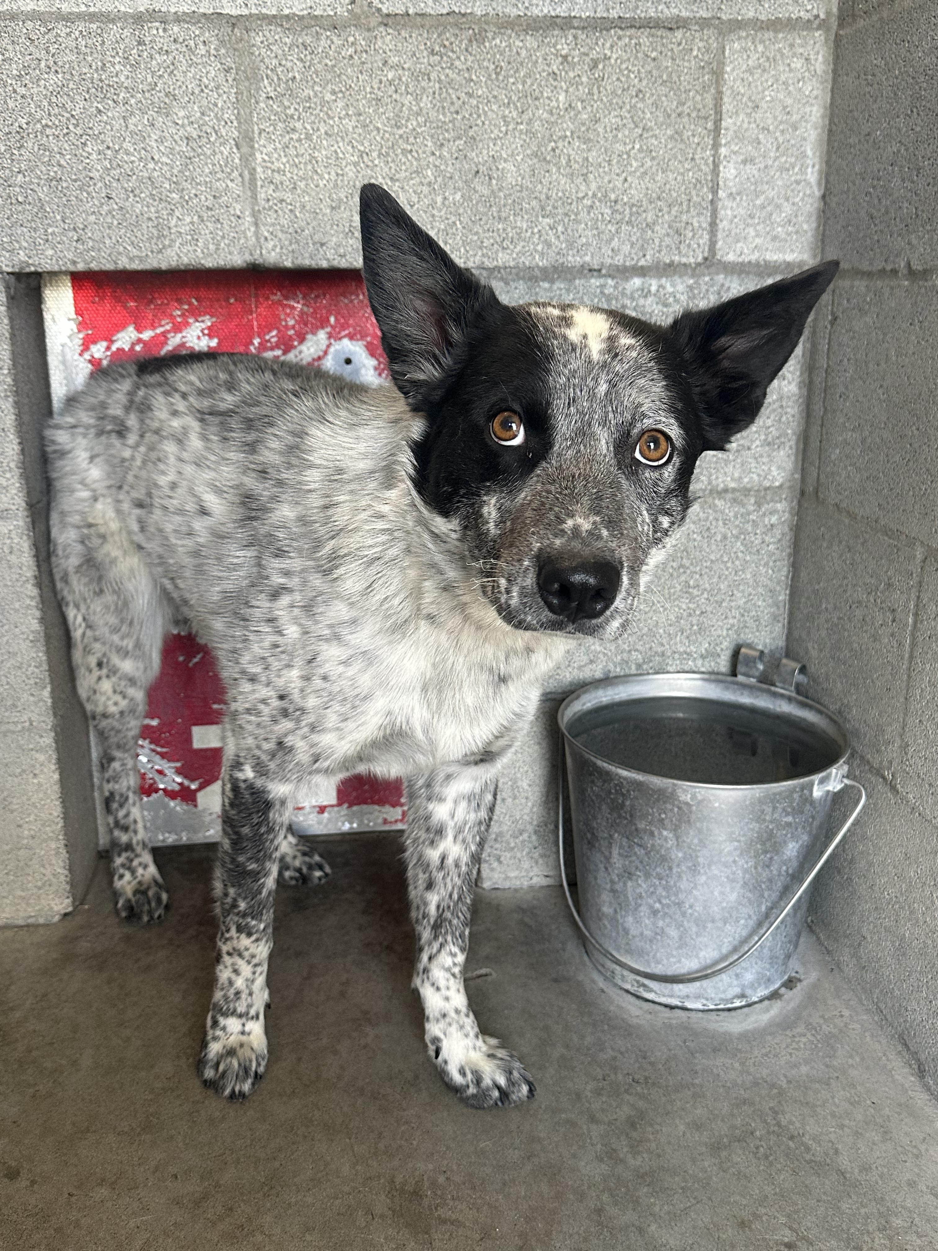 Badger, Adult Male Australian Cattle Dog / Blue Heeler