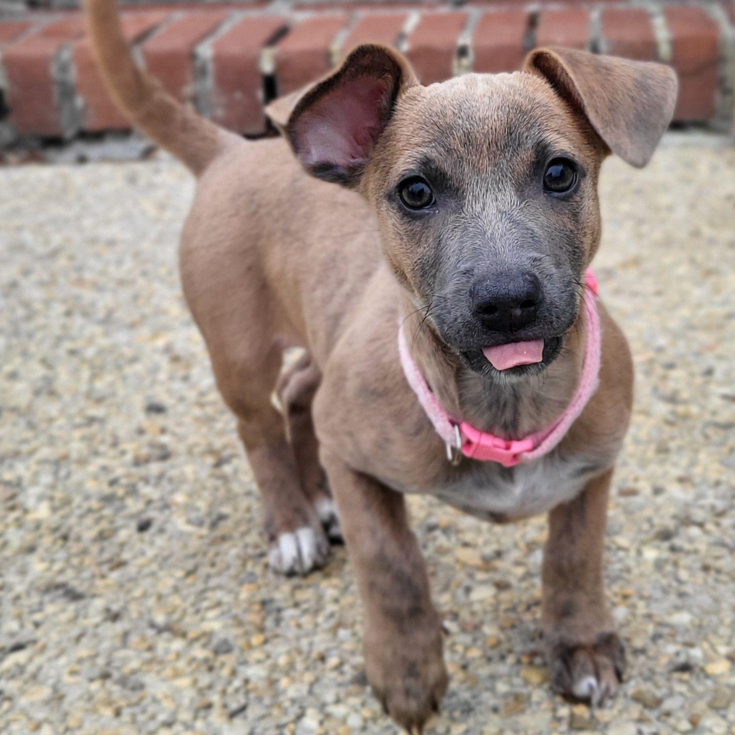 Enlarge Pepper, an adopted mixed breed in Sunderland, MD image 1/1