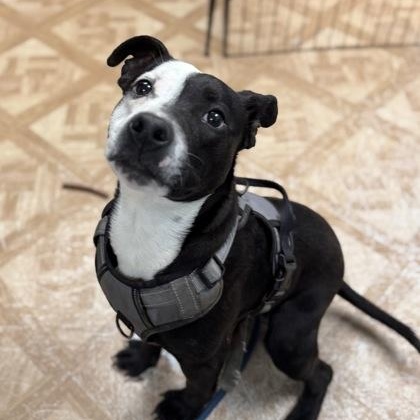 Enlarge Percy Jackson, a ADOPTABLE mixed breed in Worcester, MA image 1/1