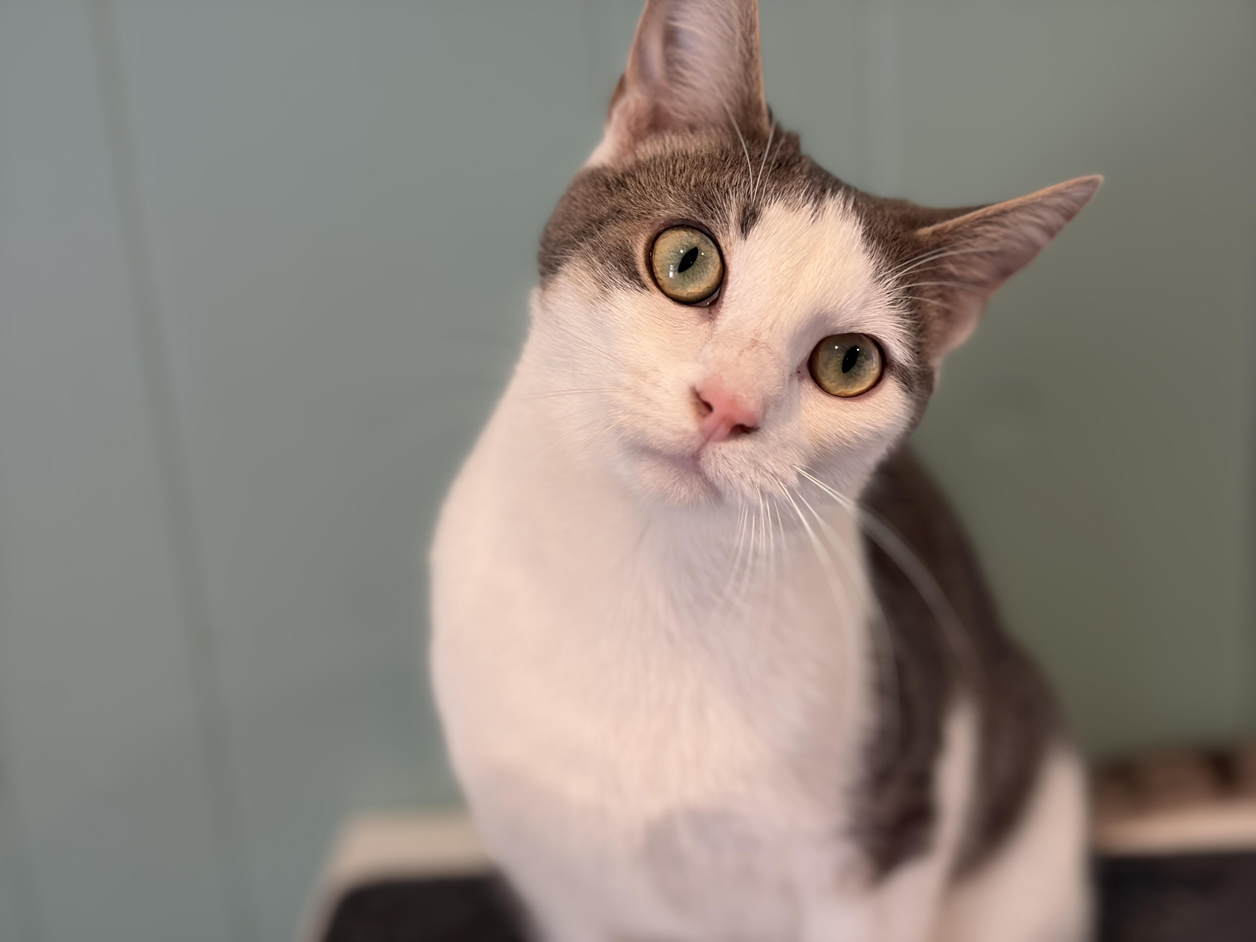 Enlarge Thumper, an adopted Domestic Short Hair in Rocky Hill, CT image 2/6