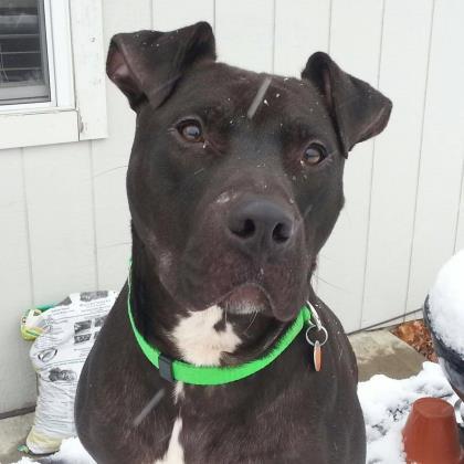 Moose, a Adoptable mixed breed in Lenexa, KS image 1/12