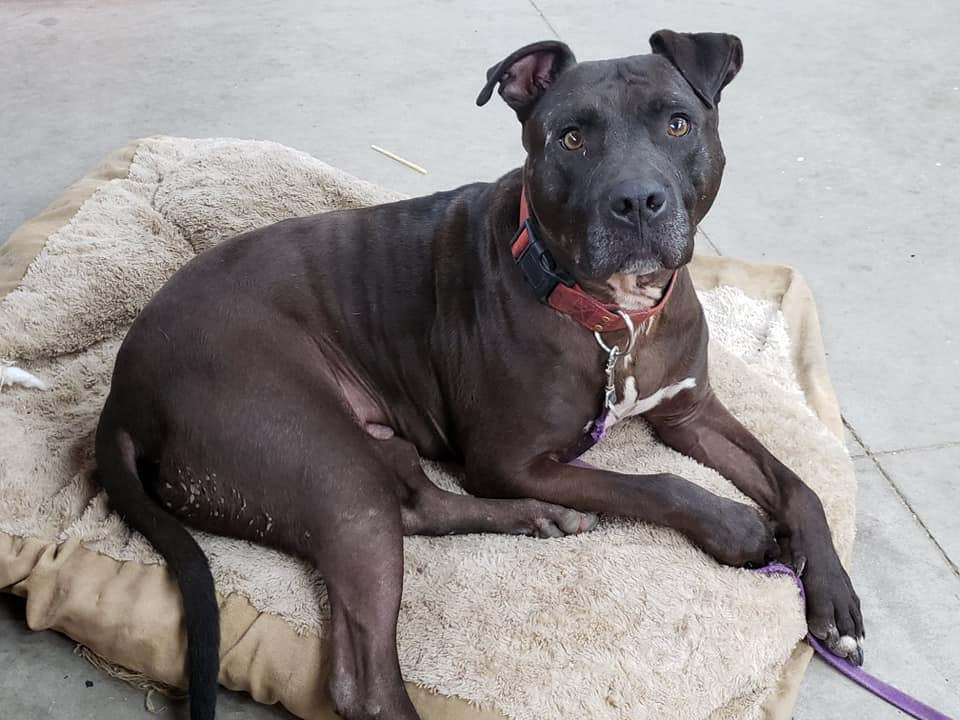 Moose, a Adoptable mixed breed in Lenexa, KS image 2/12