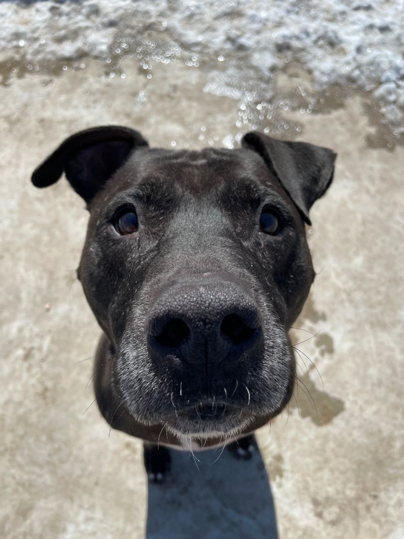 Moose, a Adoptable mixed breed in Lenexa, KS image 3/12