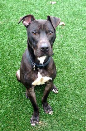 Moose, a Adoptable mixed breed in Lenexa, KS image 4/12