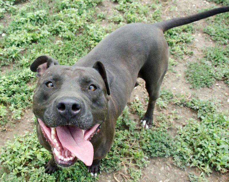 Moose, a Adoptable mixed breed in Lenexa, KS image 5/12