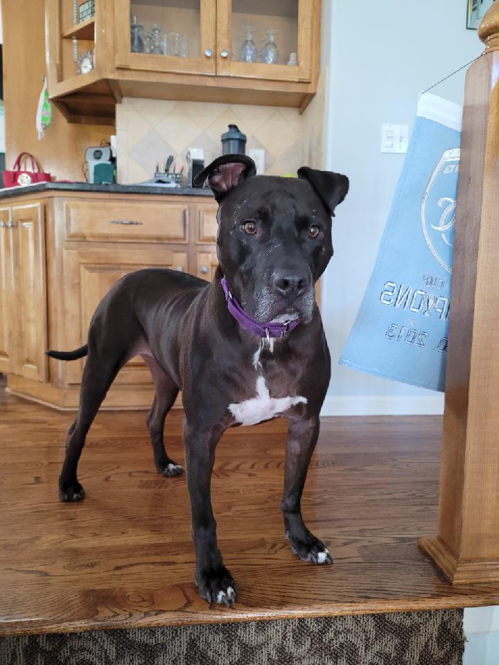 Moose, a Adoptable mixed breed in Lenexa, KS image 6/12