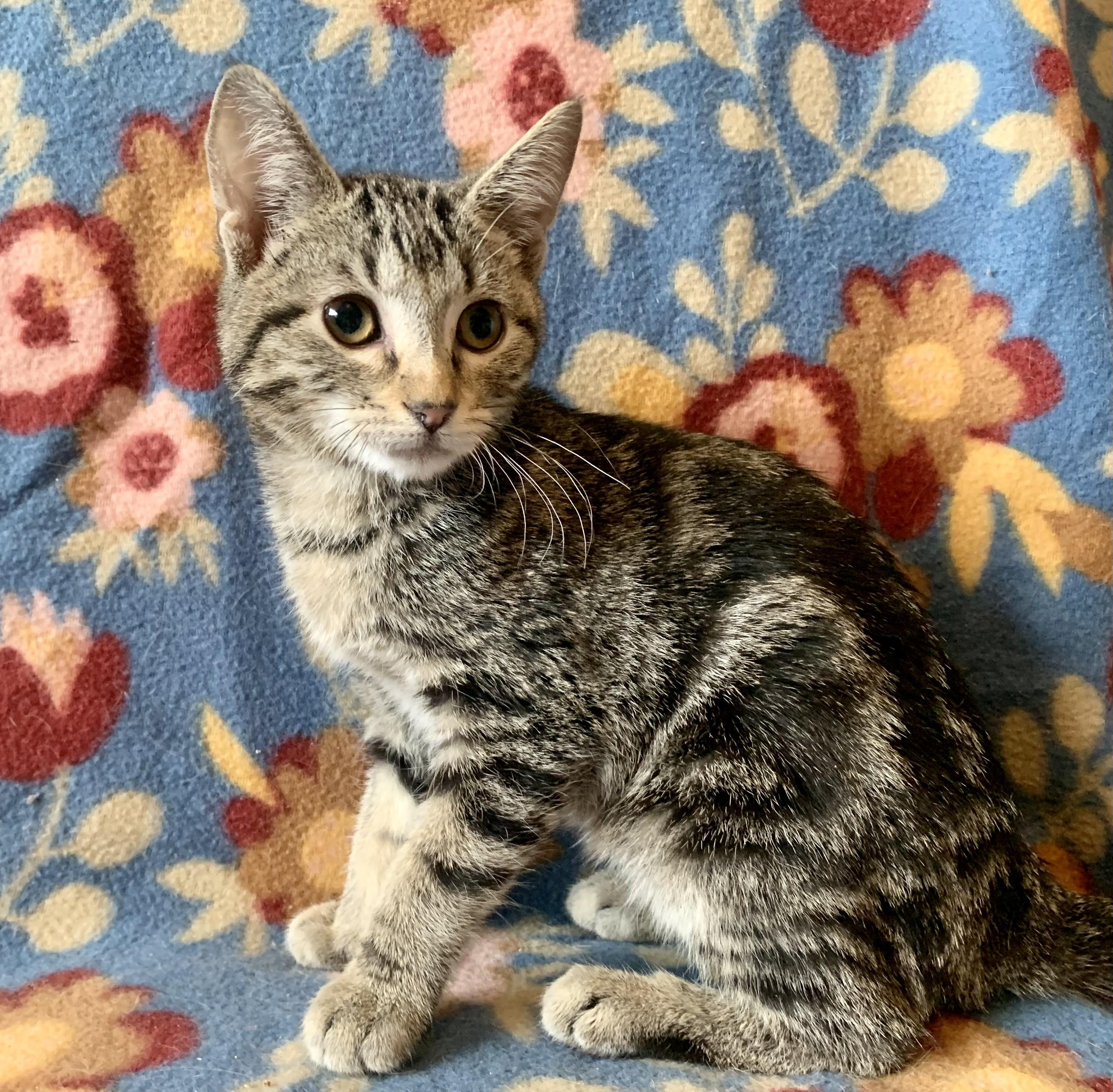 Enlarge Leon & Macho - BONDED PAIR, a Adoptable mixed breed in San Jose, CA image 3/6