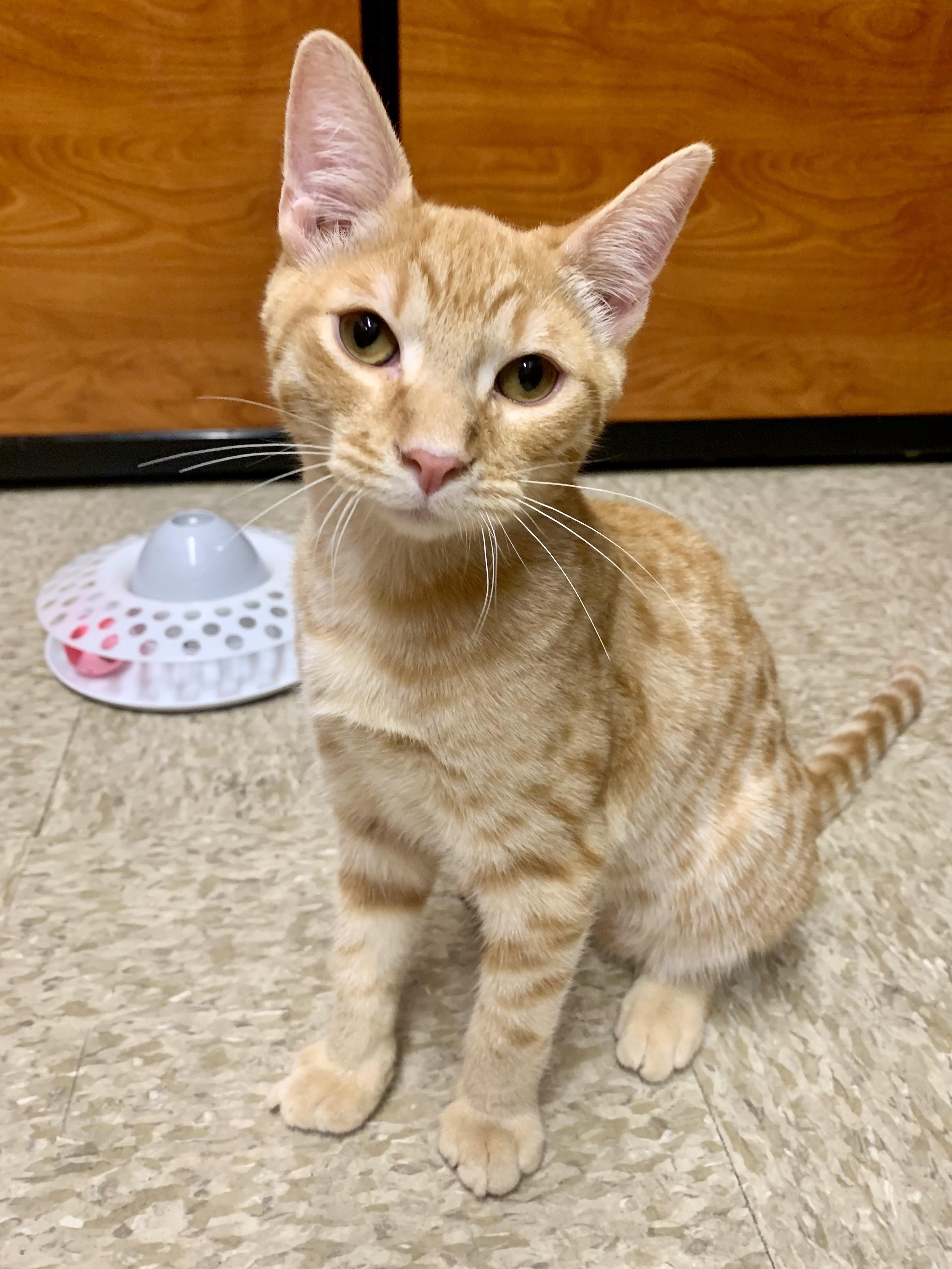 Enlarge Leon & Macho - BONDED PAIR, a Adoptable mixed breed in San Jose, CA image 5/6