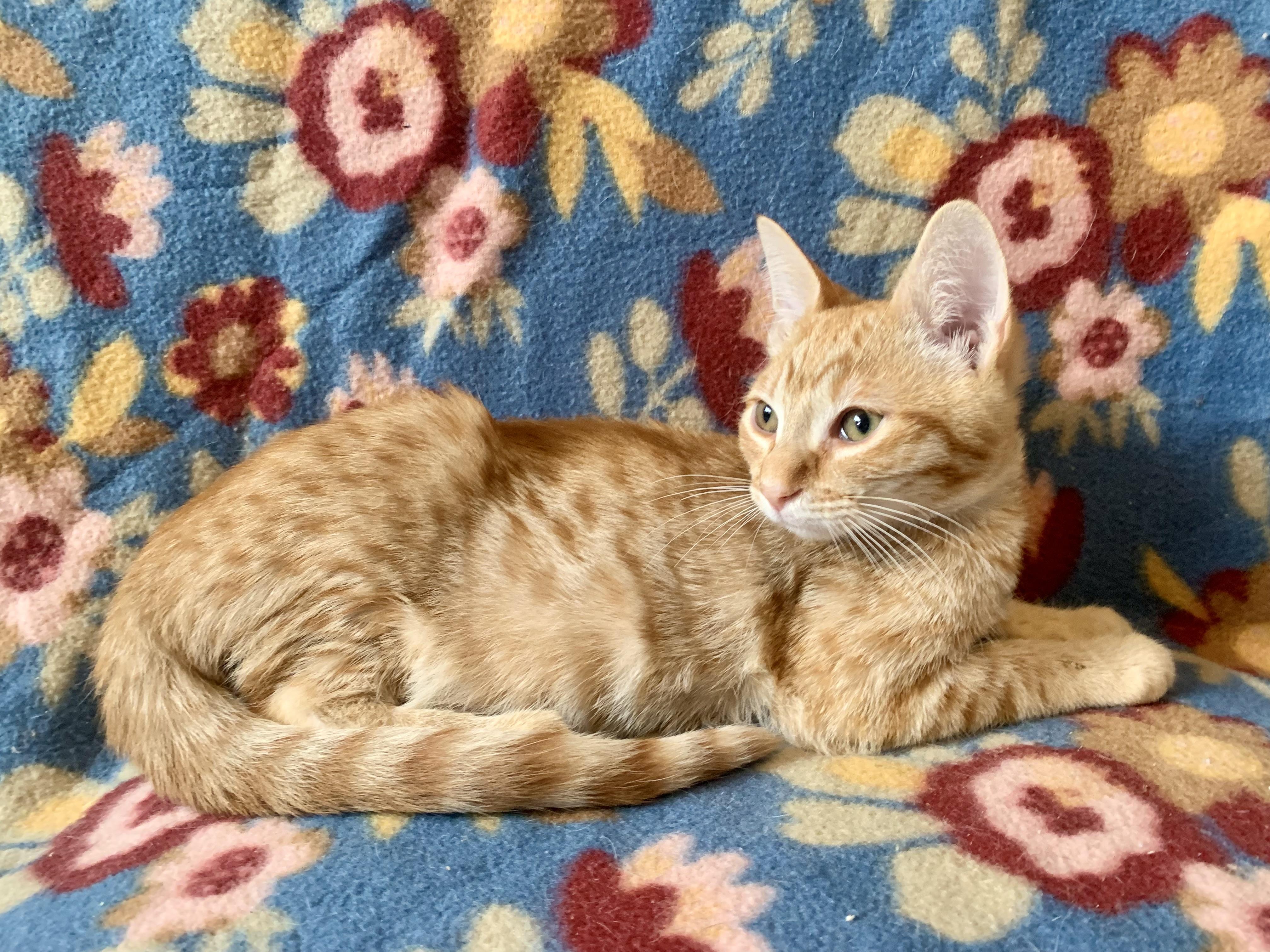 Enlarge Leon & Macho - BONDED PAIR, a Adoptable mixed breed in San Jose, CA image 4/6