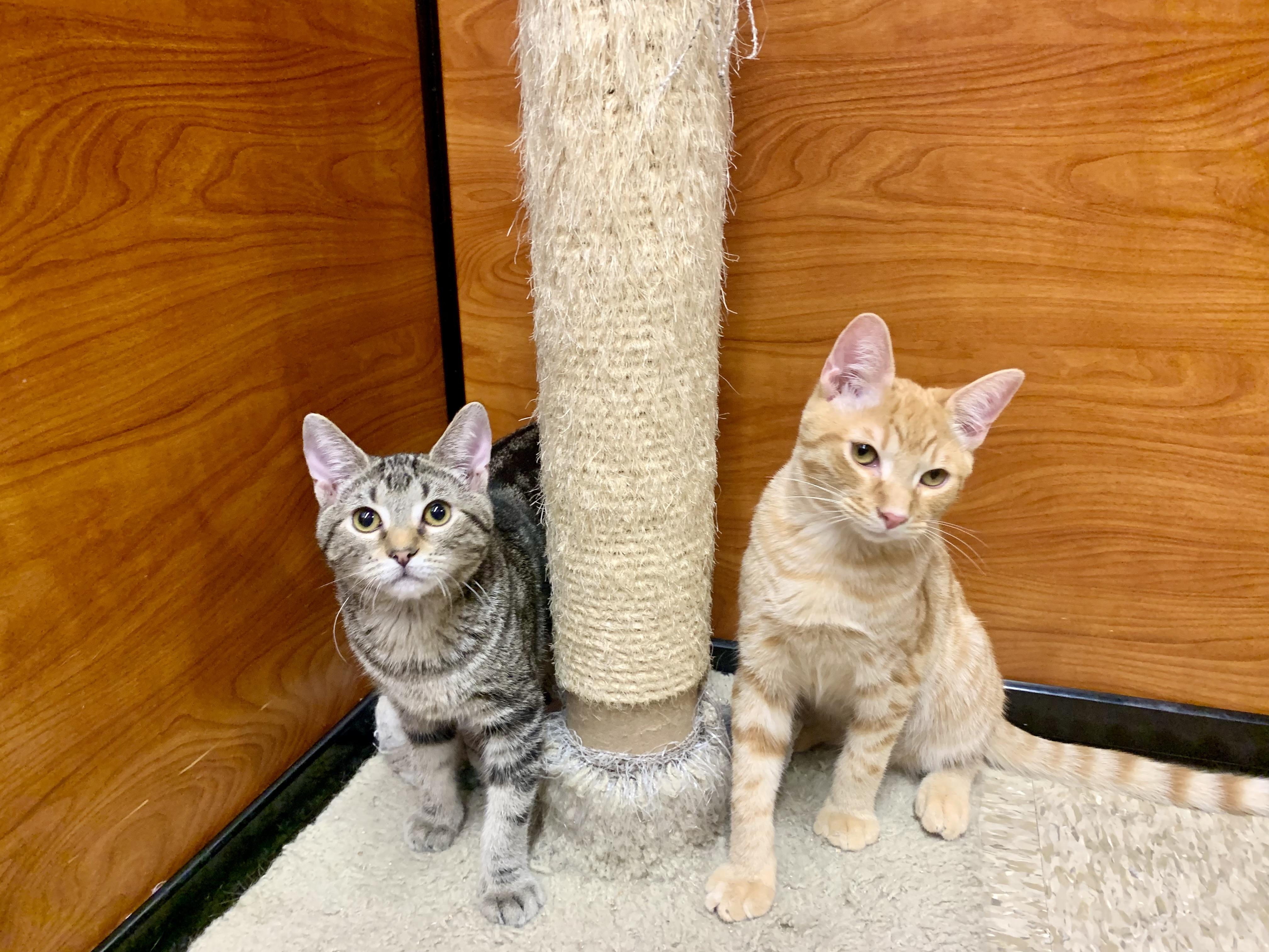 Enlarge Leon & Macho - BONDED PAIR, a Adoptable mixed breed in San Jose, CA image 2/6