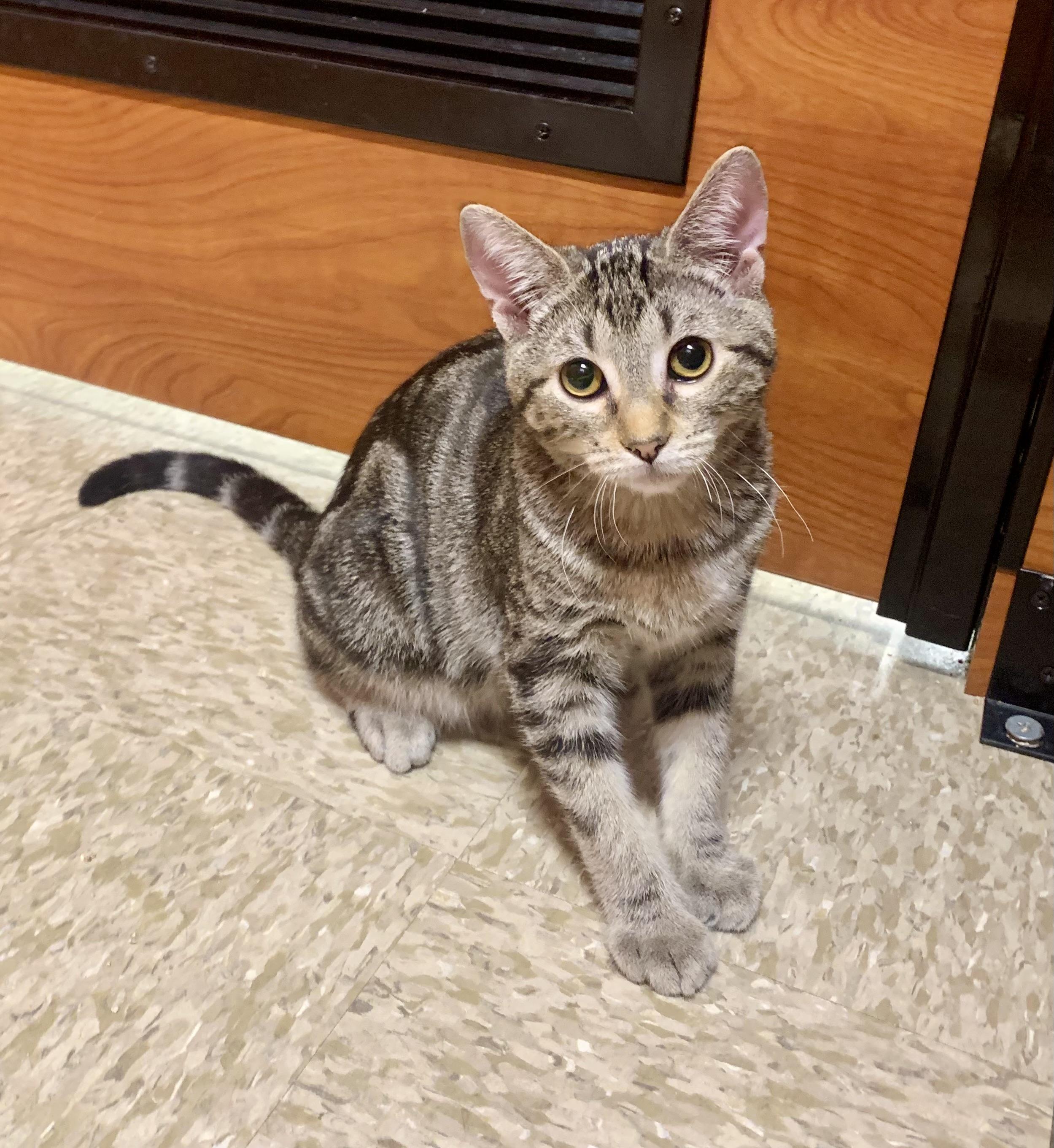 Leon & Macho - BONDED PAIR