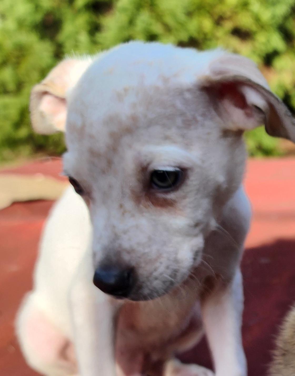 Enlarge Scott, a ADOPTABLE mixed breed in Lafayette, CA image 1/1