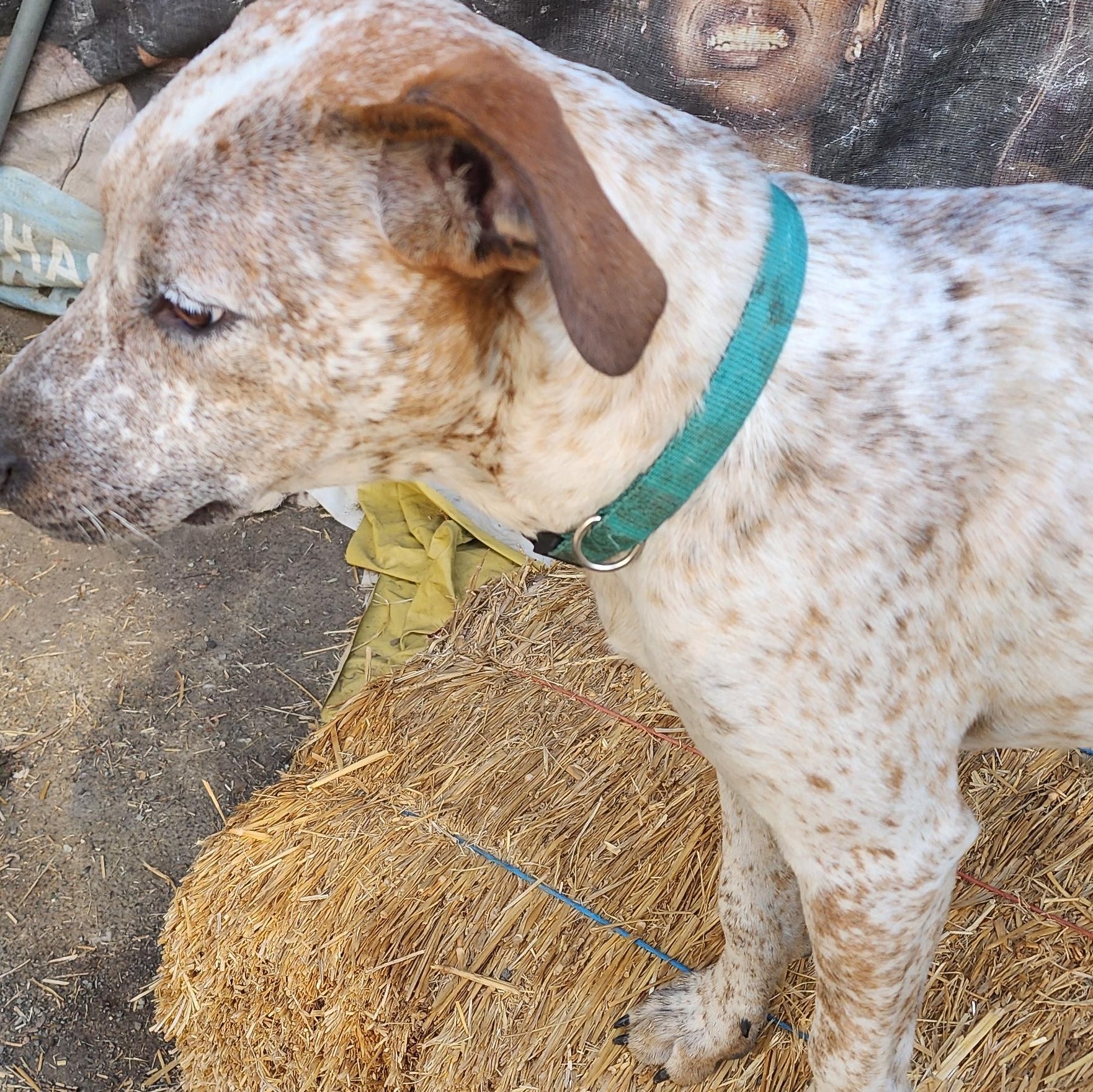 Enlarge Speklz, a Adopted mixed breed in Lafayette, CA image 4/4