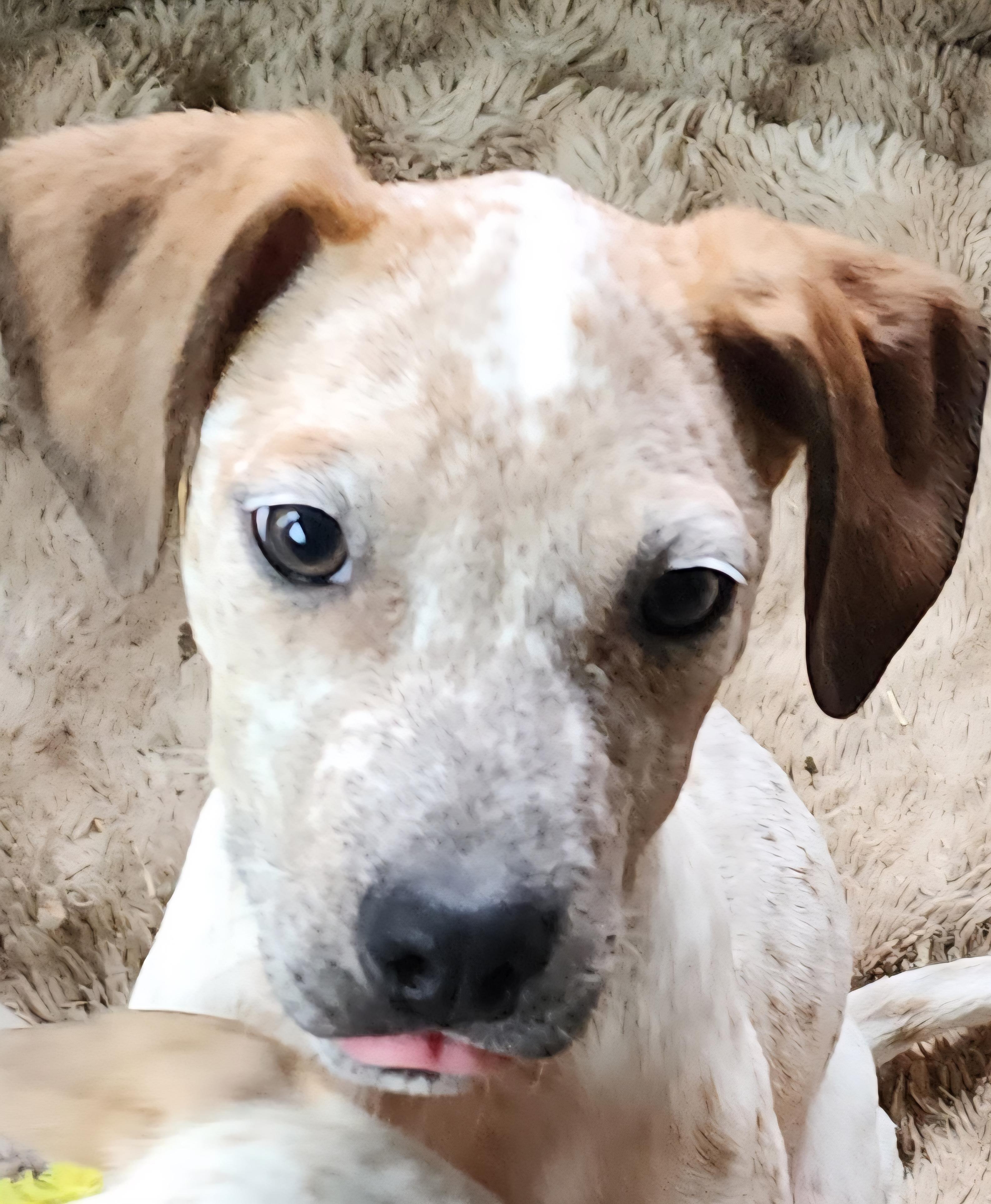 Enlarge Scott, a ADOPTABLE mixed breed in Lafayette, CA image 1/2