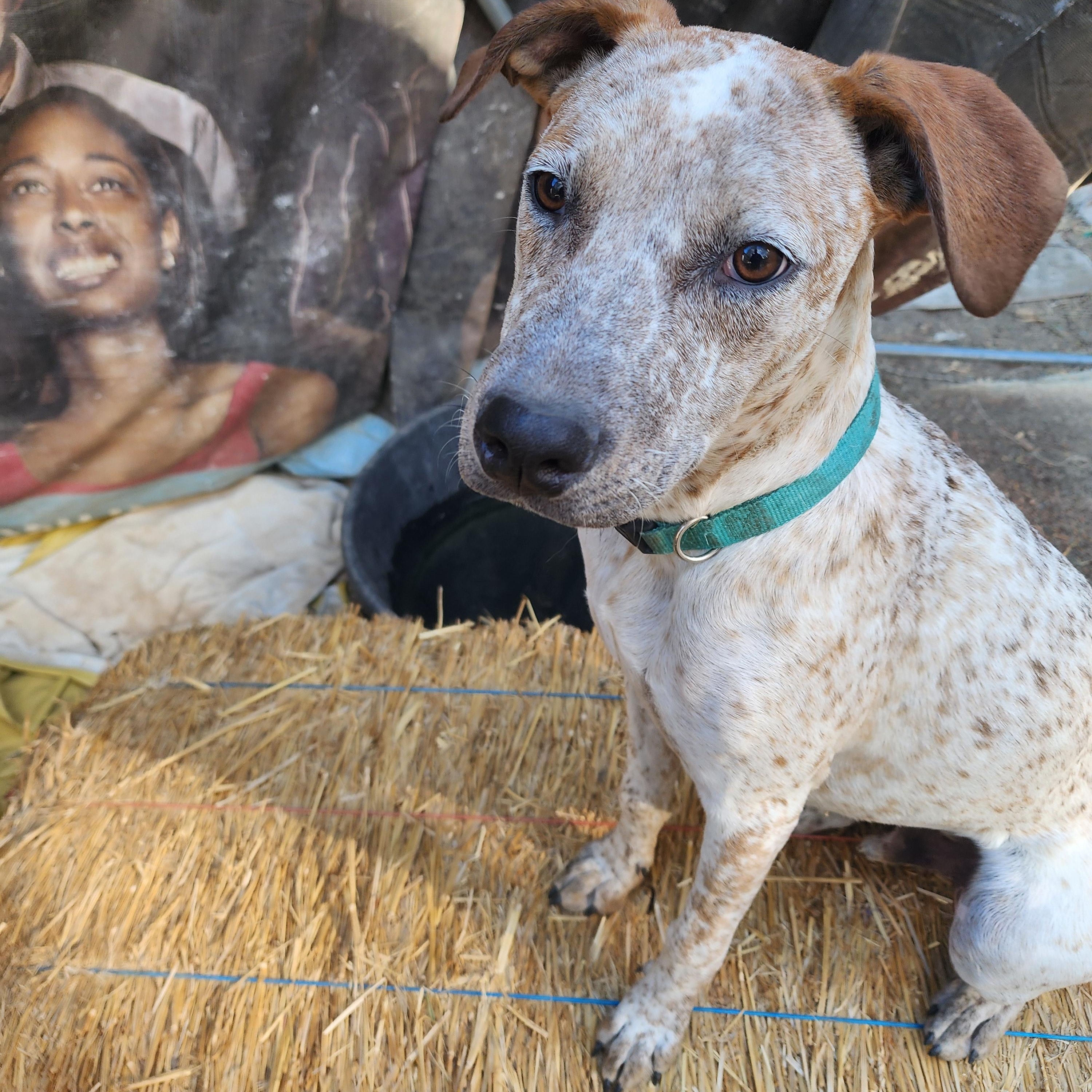 Enlarge Speklz, a Adopted mixed breed in Lafayette, CA image 2/4