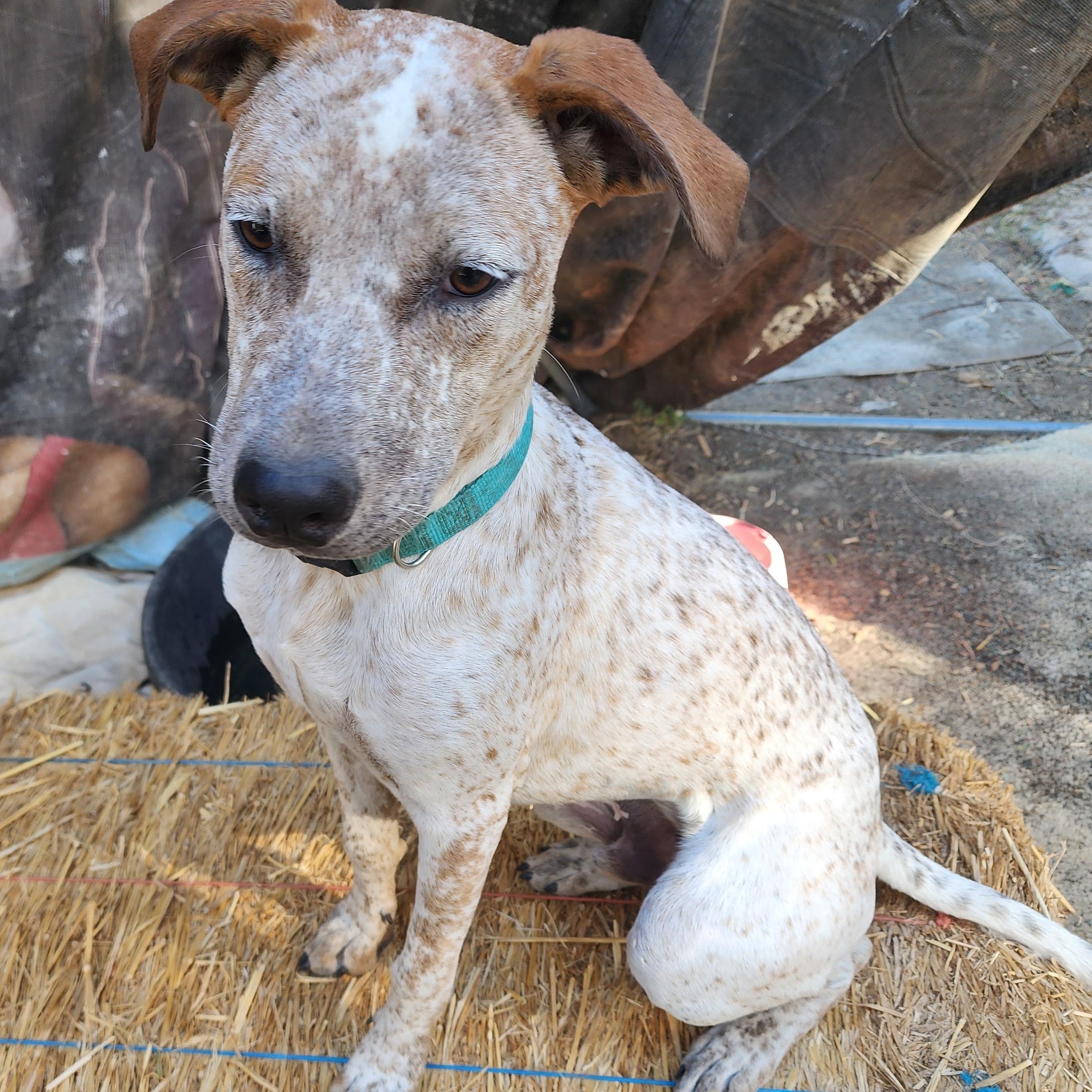 Enlarge Speklz, a Adopted mixed breed in Lafayette, CA image 3/4