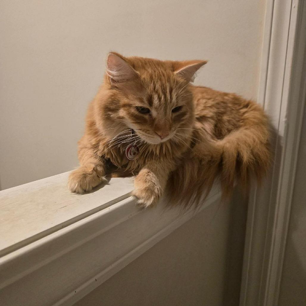 Enlarge Zuko, a Adoptable Domestic Long Hair in Laurel, MS image 1/1