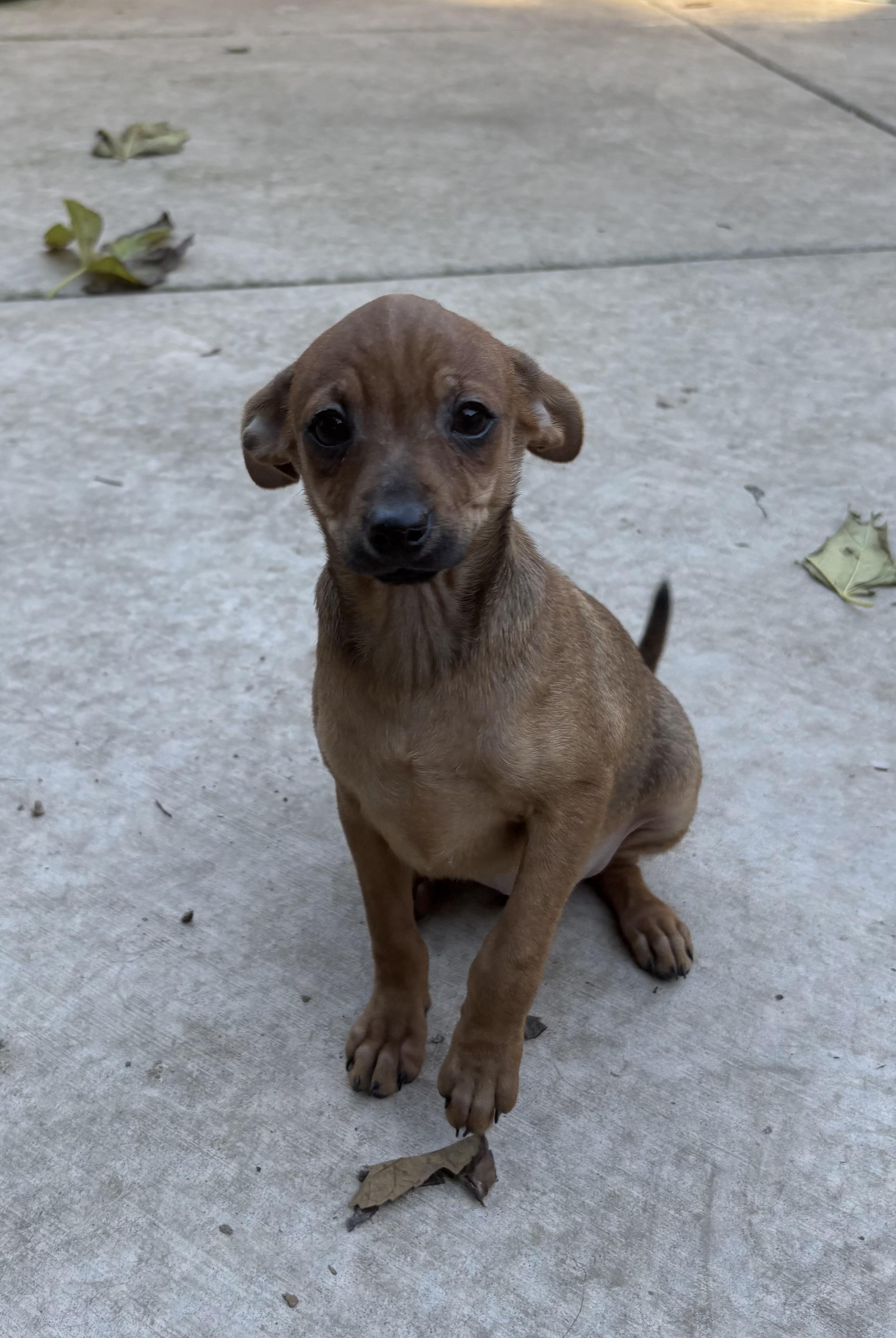 Maisey, a ADOPTABLE mixed breed in Concord, CA image 1/5