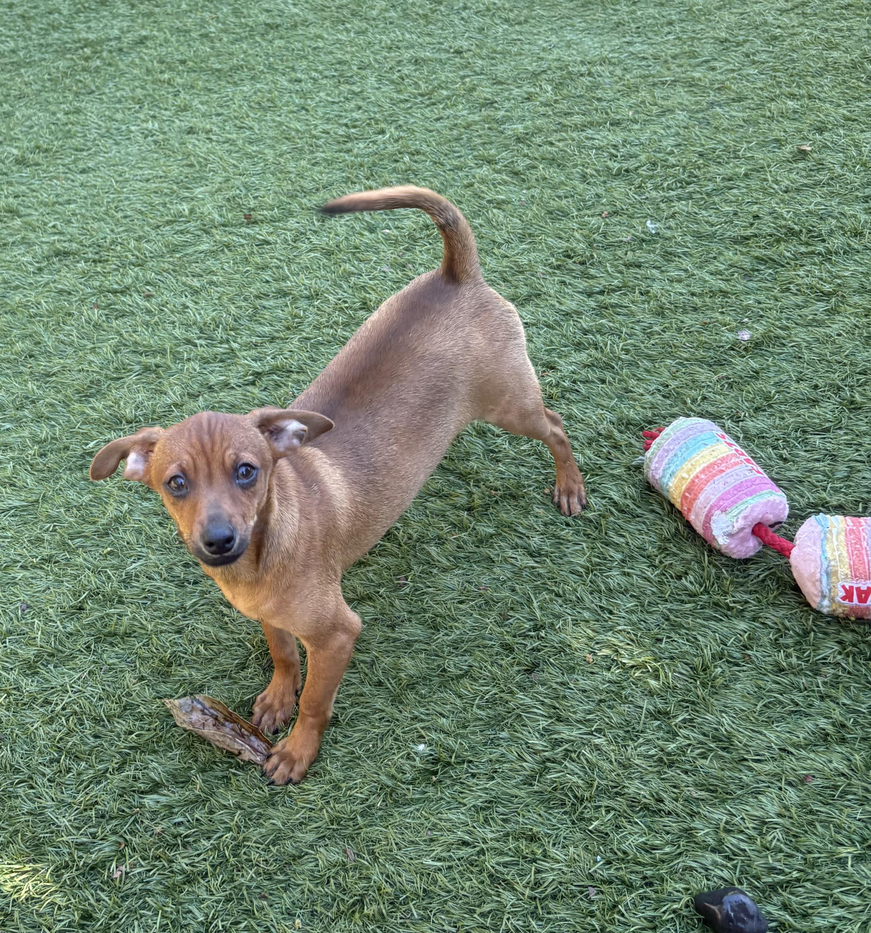 Enlarge Maisy, a ADOPTABLE mixed breed in Concord, CA image 2/3