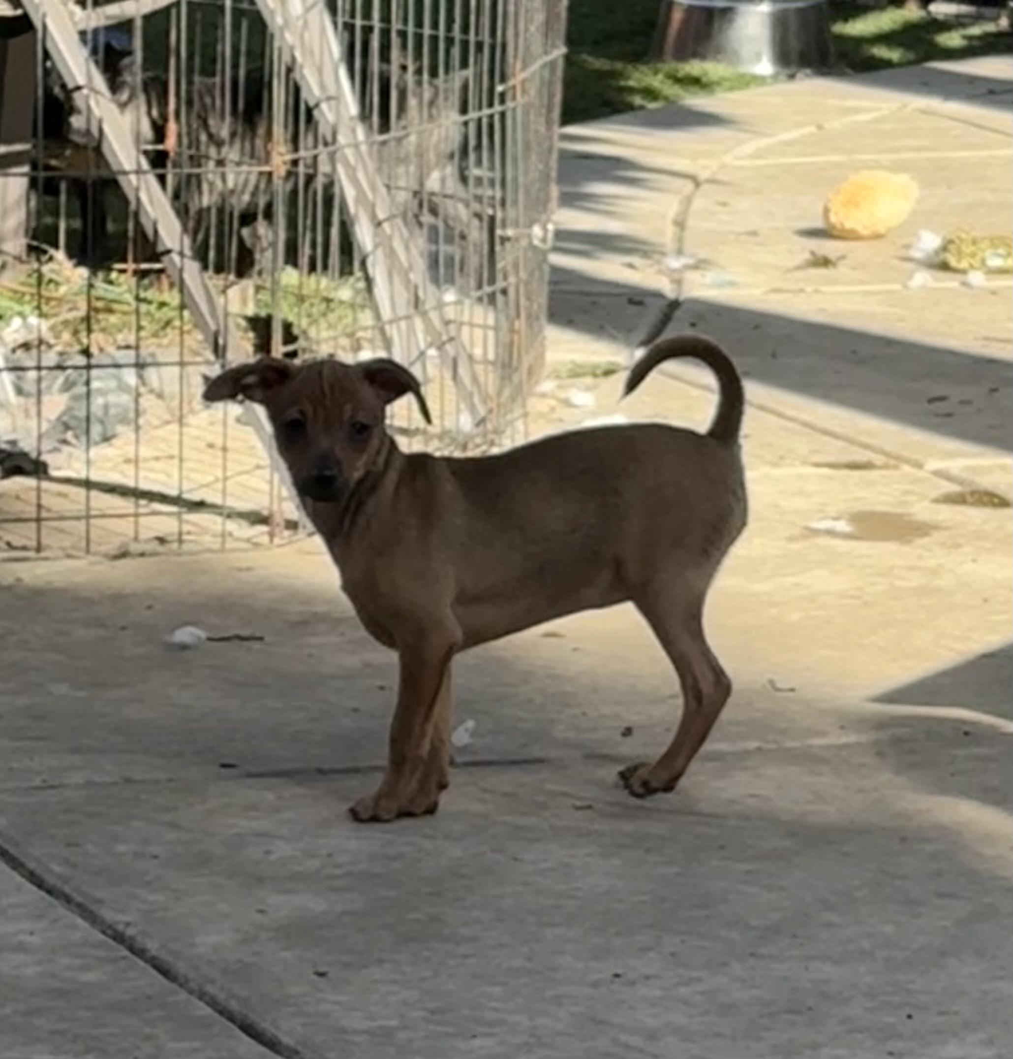 Maisey, a ADOPTABLE mixed breed in Concord, CA image 2/5