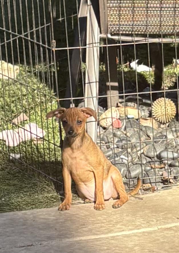 Maisey, a ADOPTABLE mixed breed in Concord, CA image 5/5