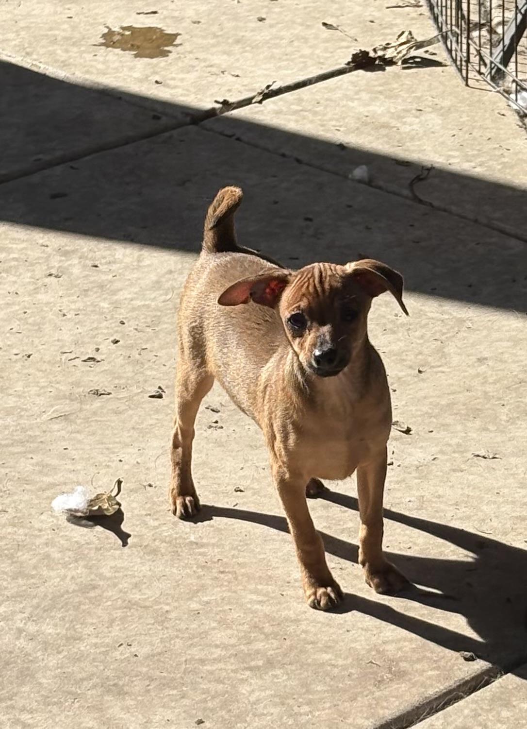 Maisey, a ADOPTABLE mixed breed in Concord, CA image 4/5