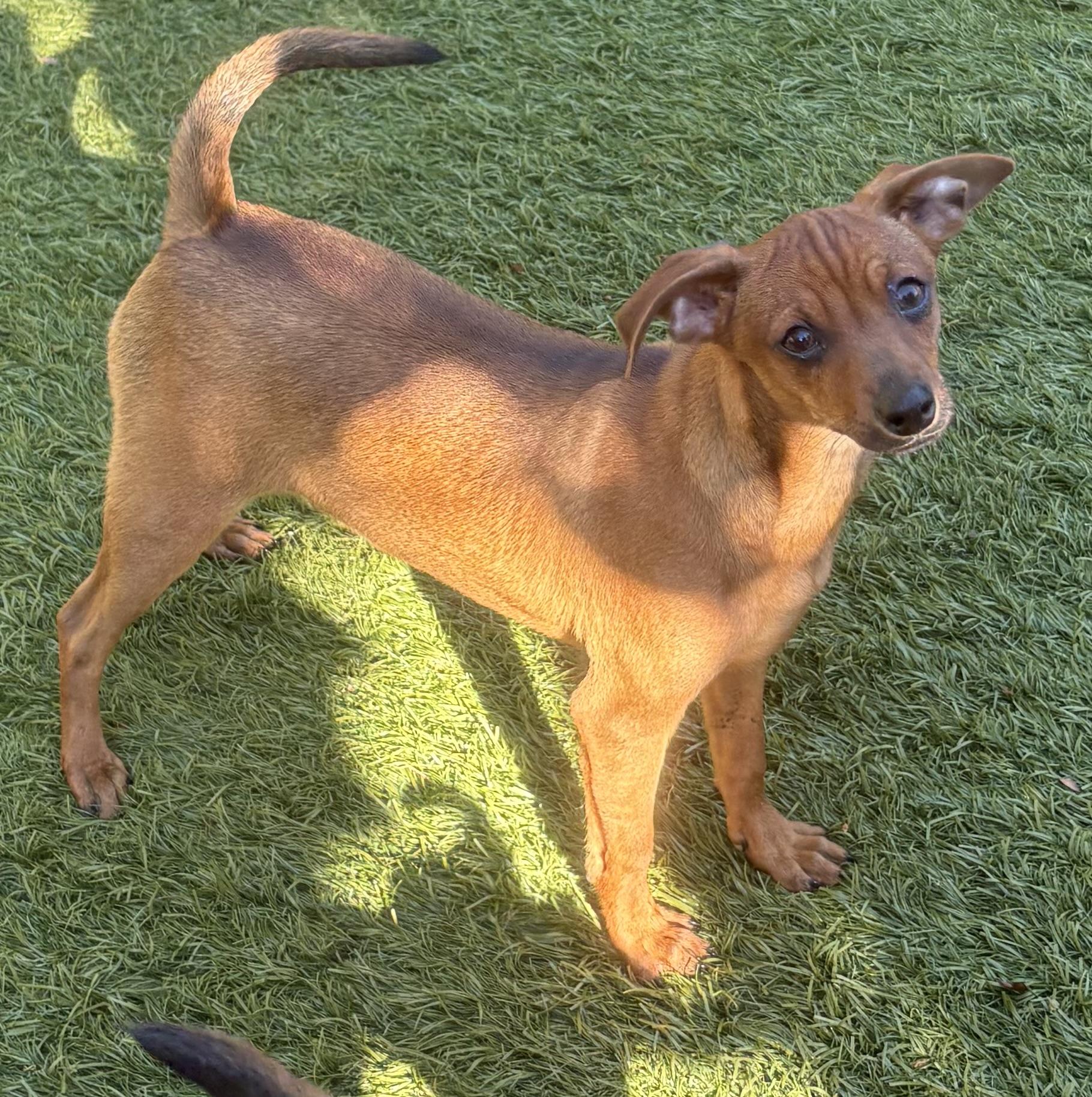 Maisy, ADOPTABLE, Young Female Chihuahua.