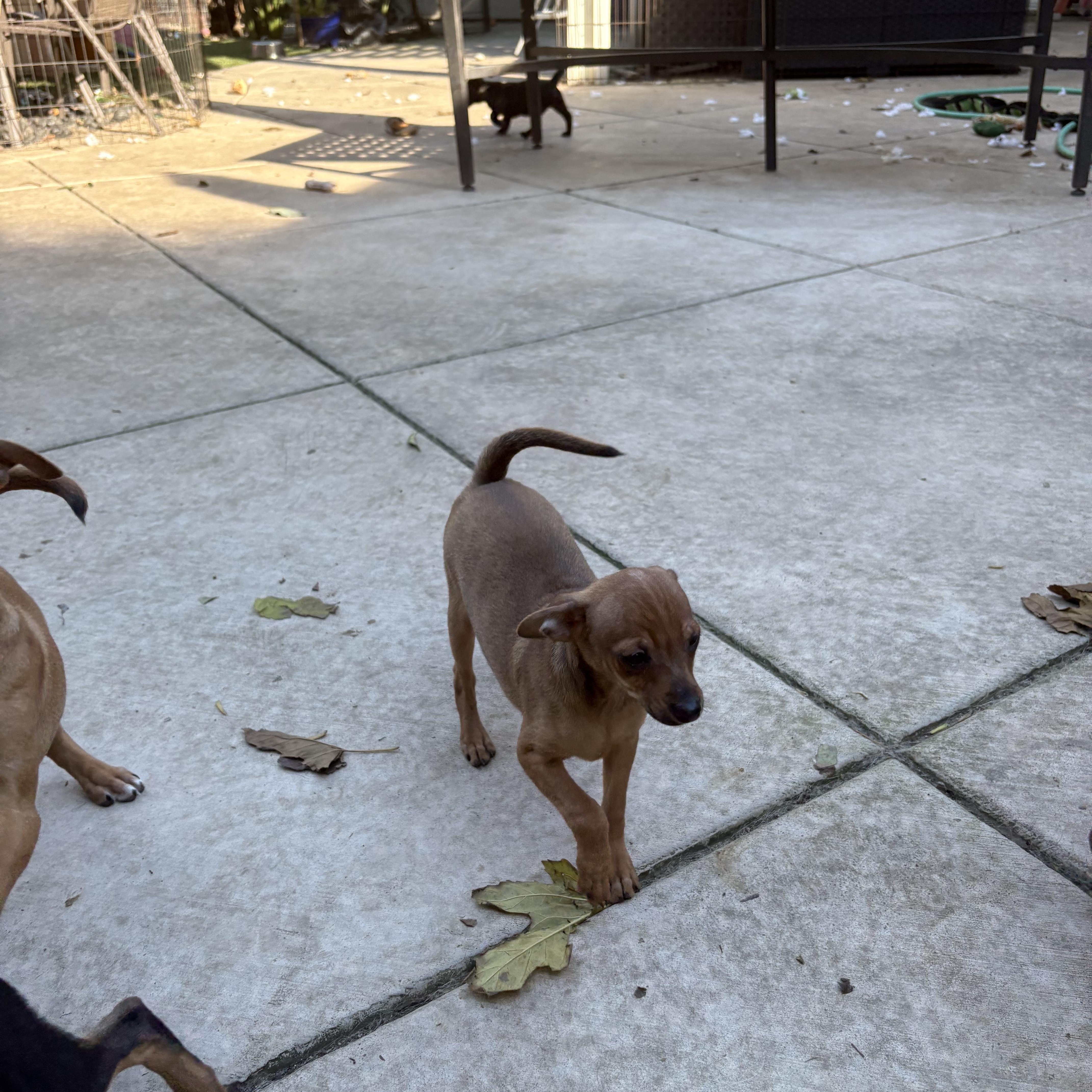 Maisey, a ADOPTABLE mixed breed in Concord, CA image 3/5