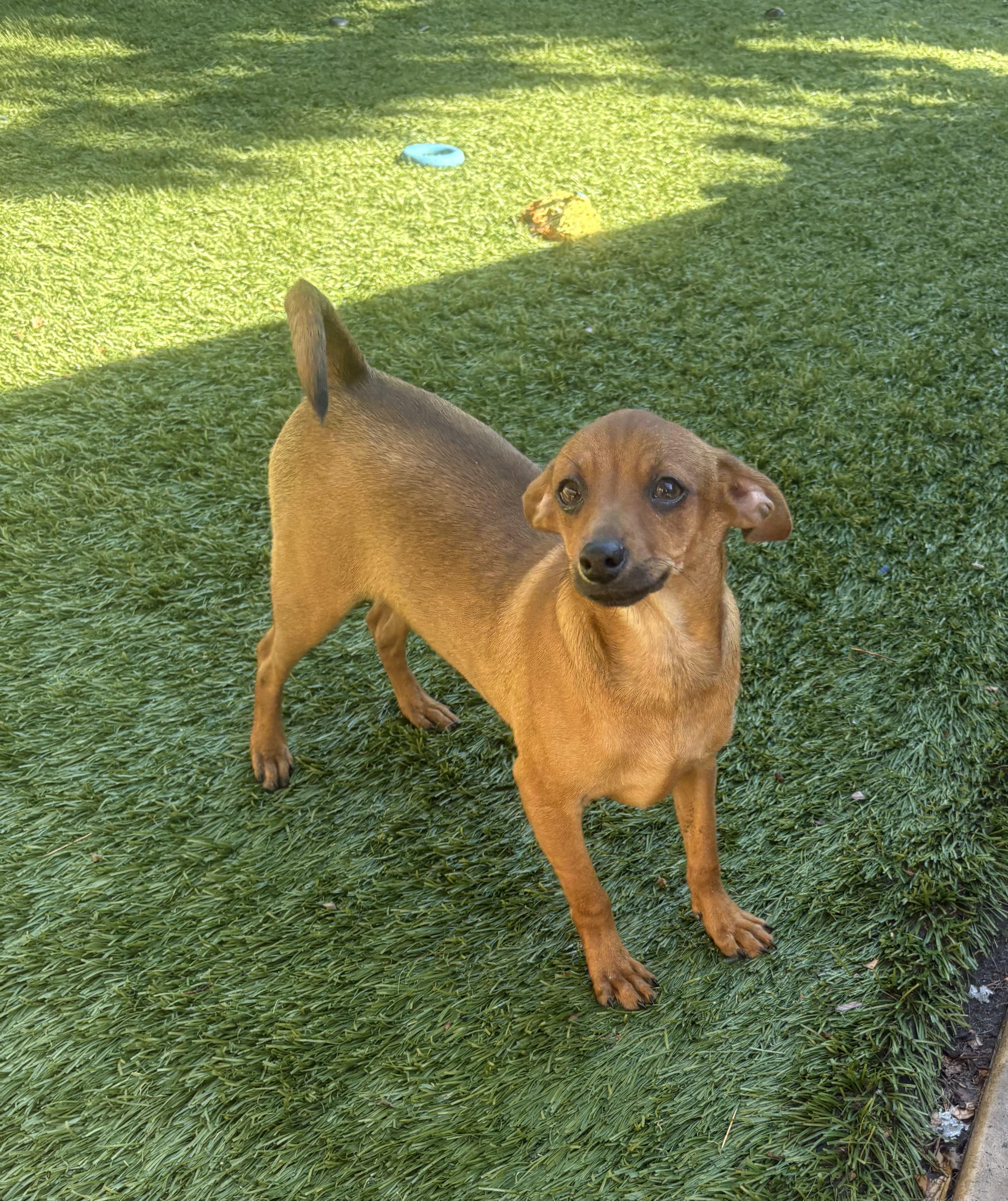 Enlarge Maisy, a ADOPTABLE mixed breed in Concord, CA image 3/3