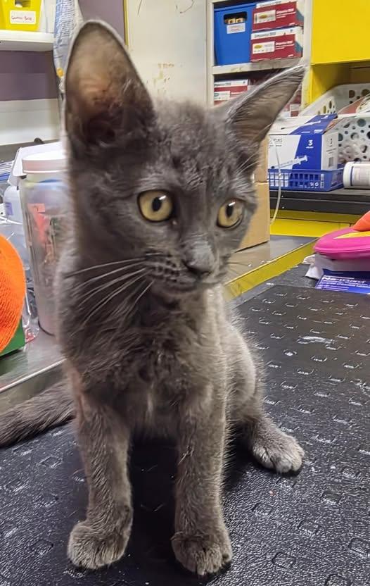 Tara, Adoptable, Kitten Female Domestic Short Hair.