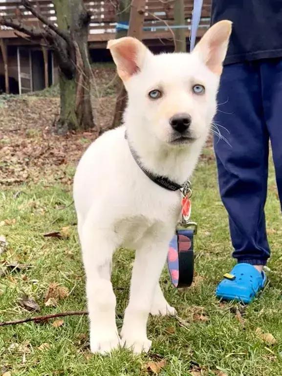 Enlarge Thistle, a Adoptable mixed breed in Grand Rapids, MI image 2/6